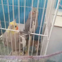 عروس با تمام لوازم