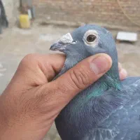 جان اردن|پرنده|نهبندان, |دیوار