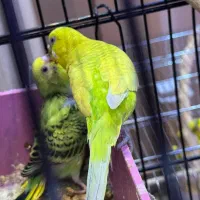 مرغ عشق مولد با جوجه|پرنده|رشت, شالکو|دیوار