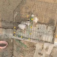 یک جفت کفتر نر و ماده دوکت سرور مهر|پرنده|سلفچگان, |دیوار