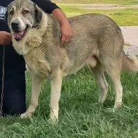 سگ پژدربه یابنده مژدگانی خوبی داده میشود