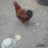 دو عدد خروس