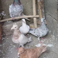 چندعددطوقیباناوردمسفیددمسیاه|پرنده|اسدآباد, |دیوار