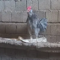 فروش خروس ومرغ ۲ساله