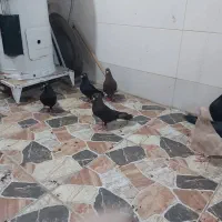 کبوتر|پرنده|چمران, |دیوار