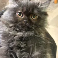 گربه پرشین ماده ۴ماهه