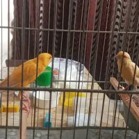 قناری فروشی