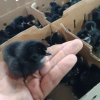 جوجه گلپایگانی یک روزه/ جوجه اردک پکنی یک روزه|حیوانات مزرعه|جوادآباد, |دیوار