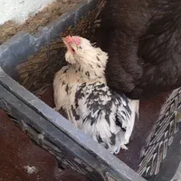 مرغ گلین