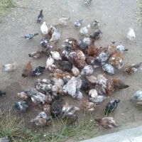 جوجه
