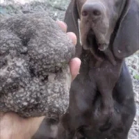 سگ المان اصیل