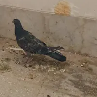گمشده توی آزادشهر کوچه 20 استقلال