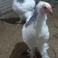جوجه برهما لایت