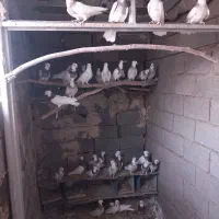 تعدادی طوقی هفت رنگ فروشی