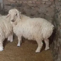 برقوچ روزگاری مال شناس میدونه