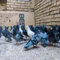 کبوتر نر پلاکی