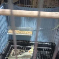 معاوضه یک جفت عروس هلندی نرو ماده آماده به جفت زدن