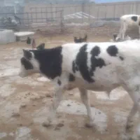 یک راس گوساله نرسیمتال بفروش میرسد