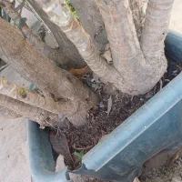 یوکا لوکس سایز خیلی بزرگ جعبه ای|گل و گیاه طبیعی|رشت, پیله داربن|دیوار