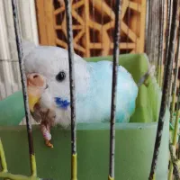 مرغ عشق گم شده|پرنده|تهران, مینای شمالی (مخبر)|دیوار