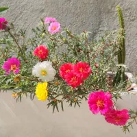 منزل-مسکونی200متری-فول-بازسازی-شده