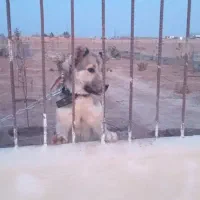 واگذاری سگ|سگ|تهران, مشیریه|دیوار