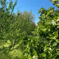 باغ با کاربری تجاری مسکونی