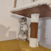 بچه گربه اسکاتیش|گربه|ارومیه, |دیوار