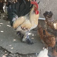 خروس