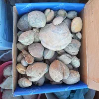 فسیل های مختلف|کلکسیون اشیاء عتیقه|سیراف, |دیوار