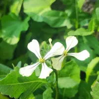 بذر کهکز یا تربچه وحشی ککزه