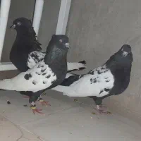 کبوتر سینه ای
