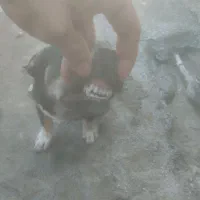 واگذاری سگ فقط 500|سگ|کرمان, |دیوار