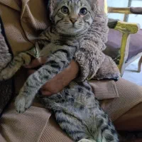 واگذاری گربه باهوش