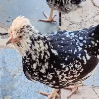 مرغ و خروس گلین ریشوچهل تاج|حیوانات مزرعه|ارژن, |دیوار