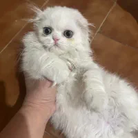 گربه پرشین اصیل