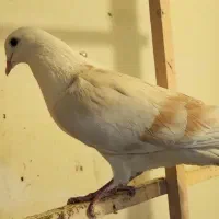 کبوتر مقبول