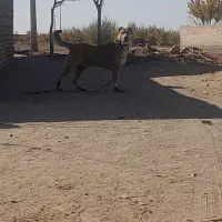 برنو گوسفندی