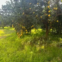 میوه در باغ|خوردنی و آشامیدنی|تنکابن, |دیوار