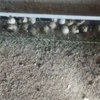 تخم بلدرچین نطفه دار