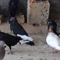 کبوتر