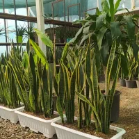 اجاره گلخانه سالن فروشگاهی|اجارهٔ مغازه و غرفه|ری, فیروزآباد|دیوار