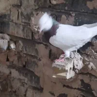 طوقی سرخ|پرنده|مشهد, نیزه|دیوار