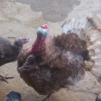 بوقلمون|حیوانات مزرعه|سیلاخور, |دیوار