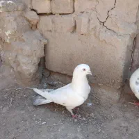 پرشی وزد عتیغه