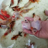 ماهی قرمز|ماهی|تهران, سلیمانی|دیوار