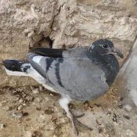 کفتر پرشی