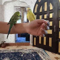 مرغ عشق|پرنده|خرمشهر, |دیوار