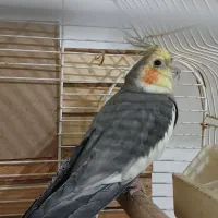 عروس هلندی|پرنده|ماهدشت, |دیوار