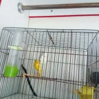 قناری نر|پرنده|اهواز, پردیس|دیوار